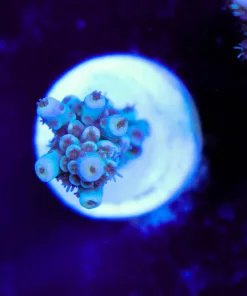 Wysiwyg Acropora Tenuis Frag [F231]