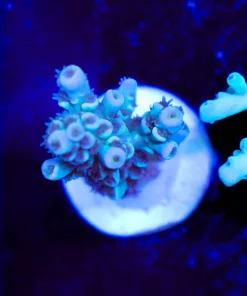 Wysiwyg Acropora Tenuis Frag [F232]