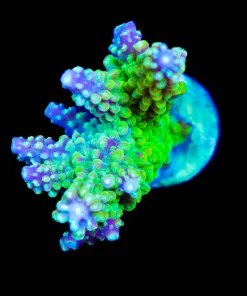 Wysiwyg Purple Grape Vine Acropora Frag [F233]