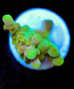 Wysiwyg Golden Acropora Frag [F235]