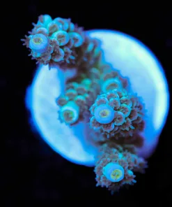 Wysiwyg Blue Acropora Frag [F236]