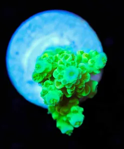 Wysiwyg Acropora Tenuis [F238]