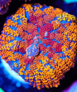 Wysiwyg Hippie Circus Mushroom [F24]
