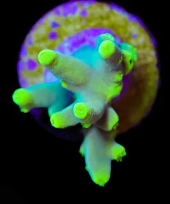 Wysiwyg Green Dragon | Acropora Caroliana [F240]