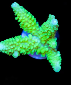 Wysiwyg Massive Bali Slimer Frag [F241]