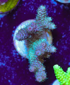 Wysiwyg Acropora Millepora [F242]