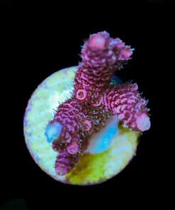 Wysiwyg Acropora Millepora [F244]