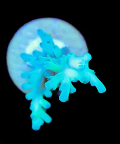 Wysiwyg Acropora Enchinata Frag [F245]