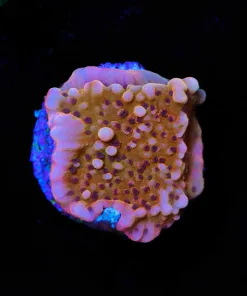 Wysiwyg Montipora Frag [F249]