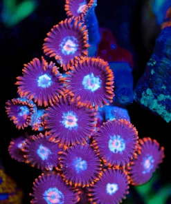 Wysiwyg Small Zoa Frag [F25]