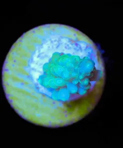 Wysiwyg Tiny Acropora Frag [F250]