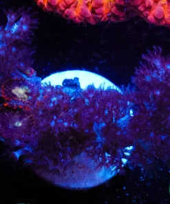 Wysiwyg Small Gorgonian Frag [F27]