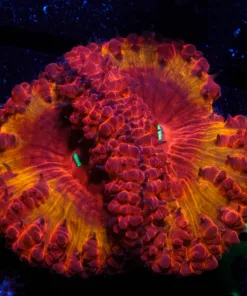 Wysiwyg Insanse Blastomussa Frag [F28]