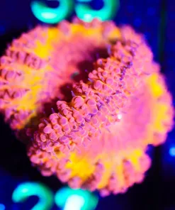 Wysiwyg Ultra Blasto *Vicky's Top Pick * [F28] *Free Shipping ! Minimum $249 livestock spend*