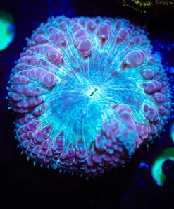 Wysiwyg Blastomussa Frag [F29]
