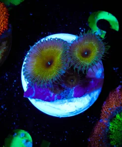 Wysiwyg Captain Jerk Zoa [F3]