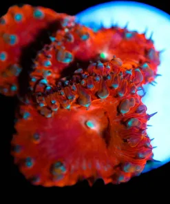 Wysiwyg Blastomussa Frag [F30] Free Shipping ! $250 Minimum Livestock Spend