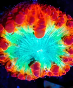 Wysiwyg Insance Blastomussa Frag [F31]