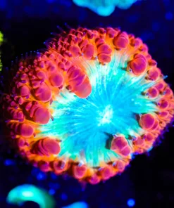 Wysiwyg Hyper Blastomussa [F31]