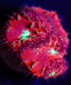 Wysiwyg Glowing Center Blastomussa [F35]
