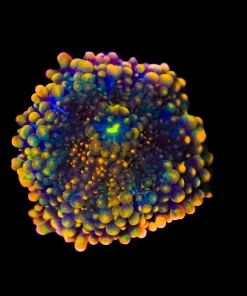 Wysiwyg Black Widow Yuma Coral [F38]