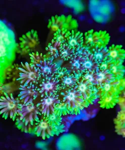 Wysiwyg Flowerpot Coral Frag [F39]