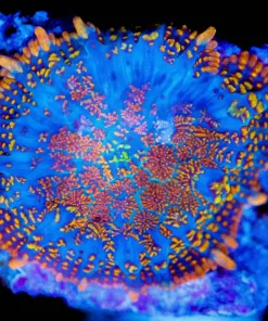 Wysiwyg Unique Small Mushroom Frag [F39]