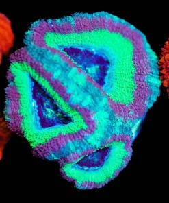 Wysiwyg Pink Green Acan Frag | Uncommon Color Combo [F4]