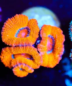 Wysiwyg Cheeto Acan [F4]