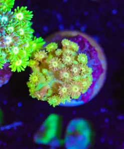 Wysiwyg Flowerpot Coral Frag [F40]