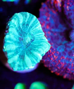Wysiwyg Neon Trumpet Frag [F40]