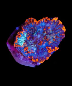 Wysiwyg Mushroom Frag [F41]