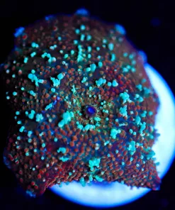 Wysiwyg Birthday Cake Mushroom [F42]