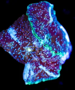 Wysiwyg 2x Unique Insterstellar Mushrooms [F43]