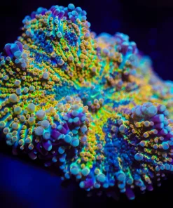 Wysiwyg Rainbow Yuma Coral [F43]