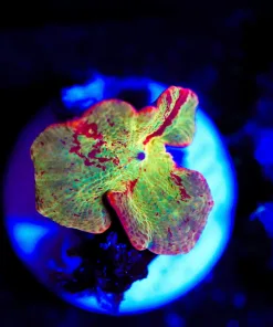 Wysiwyg Small Jawbreaker Mushroom Frag [F45]