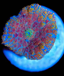 Wysiwyg Florida Ricordea Frag [F45]