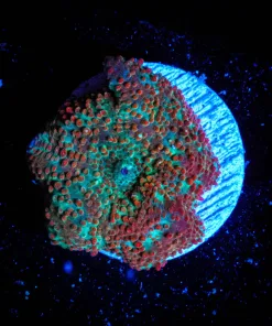 Wysiwyg Birthday Cake Mushroom [F47]