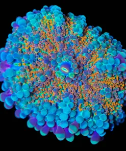 Wysiwyg Yuma Coral Frag [F48]