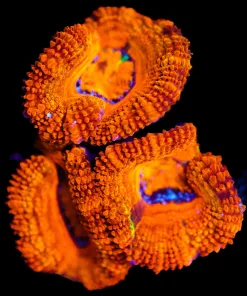 Wysiwyg Cheeto Acan [F5]