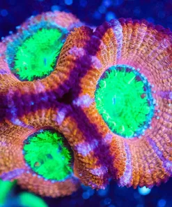 Wysiwyg Unique Green Mouth Acan Aussie Frag [F5]