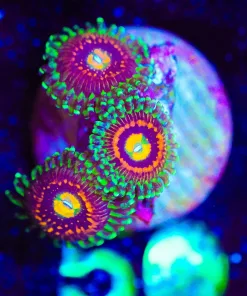 Wysiwyg 3x Rainbow Incinerator Frag [F50]