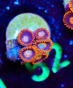 Wysiwyg Blue Eyed Blonde Zoas [F52]