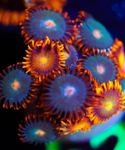 Wysiwyg Gatorade Zoas [F52]
