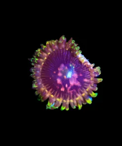 Wysiwyg Zoanthid Frag [F53]
