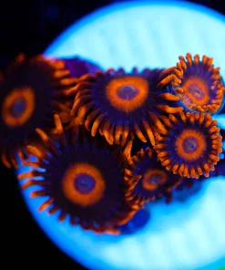 Wysiwyg Orange Oxide Zoas [F53]