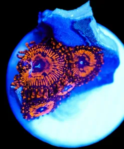 Wysiwyg Darth Maul Zoa Frag [F55]