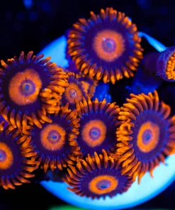 Wysiwyg Orange Oxide Zoas [F55]