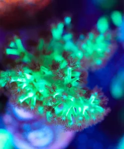 Wysiwyg Dr Fuzzy Nepthea Coral Frag Large [F58]