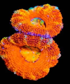 Wysiwyg Orange Blast Acan Frag [F6]